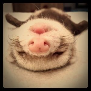 Meet your Posher, Bonnie